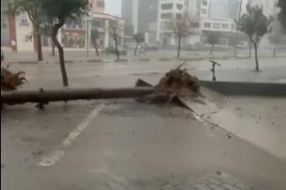 Adana’da fırtına ağaçları yerinden söktü