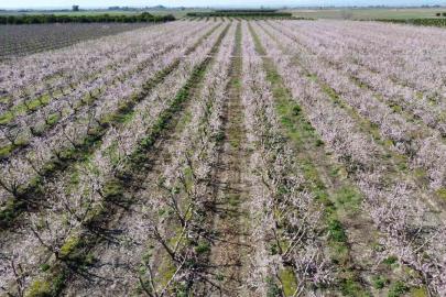 Adana’da şeftali ağaçları çiçek açtı