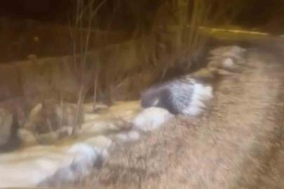 Afrika’nın tehlikeli kirpisi Sivas’ta görüntülendi