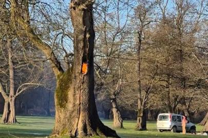 Ağaç kovuğunda yangın çıkarıldı