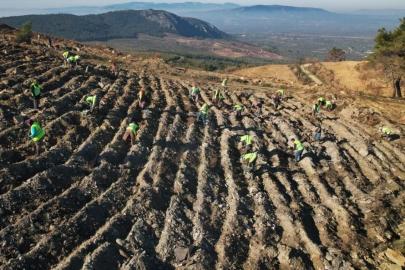 Akhisar’da yanan alanlar yeniden yeşeriyor: 2 milyon 325 bin fidan toprakla buluşacak