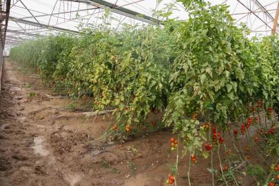 Aksu’da sağanak, sel, hortum ve doludan 23 mahalle, 500 çiftçi zarar gördü