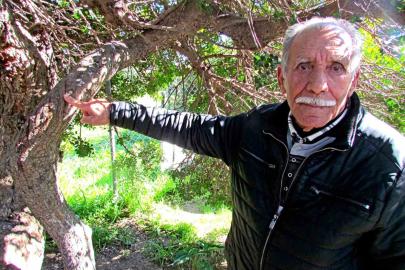 Alaçatı’da, sakızın 70 yıllık geçmişini anlattılar