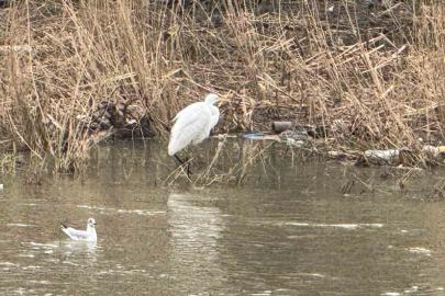Alaplı Çayı yüzlerce kuş türüne köprü oluyor