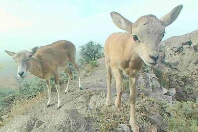 Anadolu yaban koyunu yavrularıyla görüntülendi