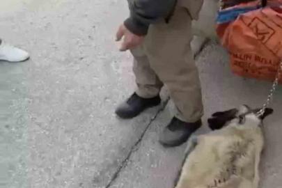 Ankara’da kamyonetin arkasına köpeği bağlayıp sürükleyen sürücü gözaltına alındı