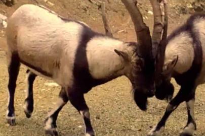 Antalya’da yaban hayatı fotokapanlara yansıdı