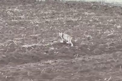 Arazide tek başına yürüyen yavru vaşak, sürüden ayrılan pengueni hatırlattı