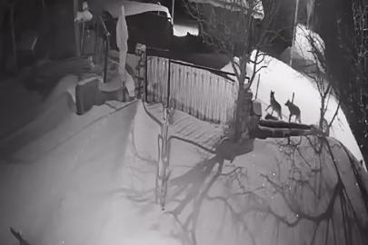 Artvin’de aç kalan kurt sürüsü yerleşim alanına indi