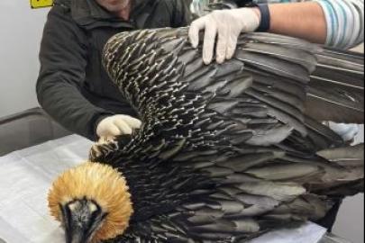 Artvin’de sakallı akbaba tedavisinin ardından yeniden doğaya salındı