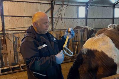 Aydıntepe’de şap aşılama ve küpeleme çalışmaları sürüyor