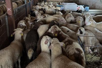 Aydıntepe’de şap hastalığına yönelik kontroller sürüyor