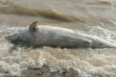 Ayvacık sahiline ölü yunus balığı vurdu
