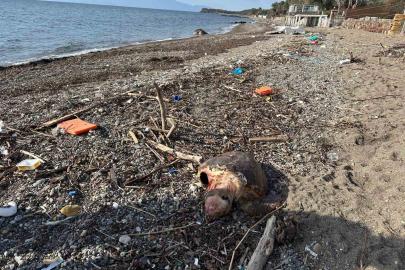 Ayvacık’ta ölü caretta caretta sahile vurdu