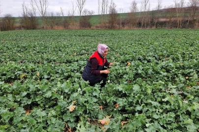 Babaeski’de kanola ekim alanlarında teknik kontrol yapıldı