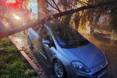 Babaeski’de kuvvetli rüzgarda otomobilin üzerine ağaç devrildi