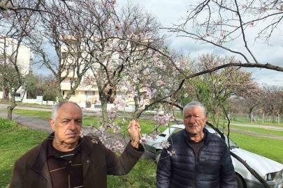 Balıkesir’de bademler çiçek açtı