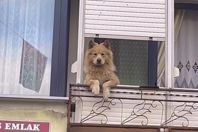 Balkondaki sevimli köpek herkesi gülümsetiyor
