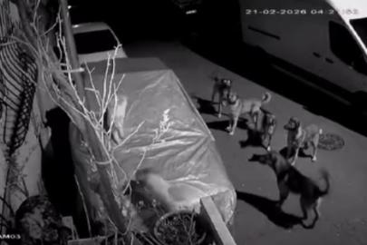 Başakşehir’de başıboş köpeklerin saldırdığı kedi öldü