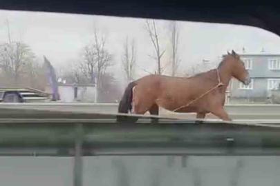 Başıboş at trafikte tehlike saçtı