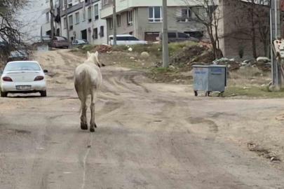 Başıboş atlar sokaklarda