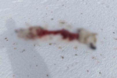 Başkale’de kurtlar köpeği parçaladı