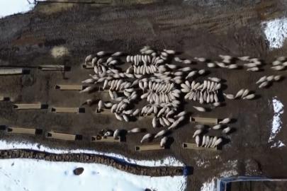 Bayburt’ta 50 milyon liralık yem desteği 2 bin 601 işletmeye ulaştı