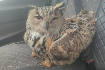 Bayburt’ta bulunan puhuda mantar enfeksiyonu tespit edildi