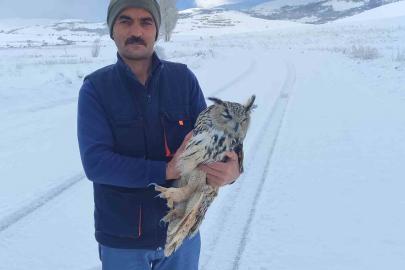 Bayburt’ta duyarlı vatandaşın yaralı halde bulduğu puhu kuduz çıktı