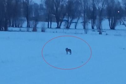 Bayburt’un Arpalı beldesinde 3 kurt görüldü