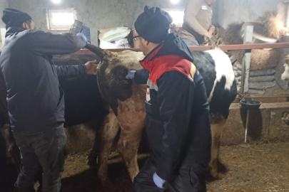 Beyşehir’de şap ile mücadelede çalışmaları