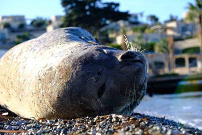 Bodrum’da Akdeniz foku ilgi odağı oldu