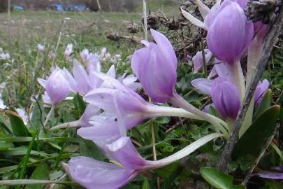 Bolu’da baharın müjdecisi çiğdemler çiçek açtı