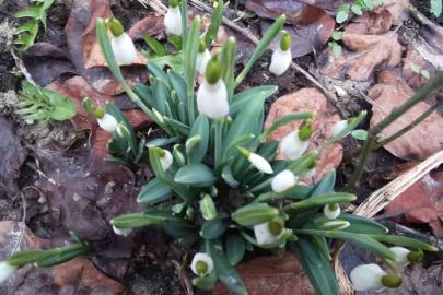 Bolu’da "baharın müjdecisi" kardelenler yüzünü erken gösterdi