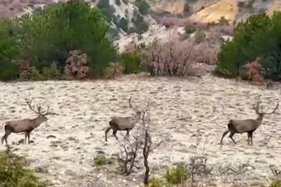 Bolu’da koruma altındaki kızıl geyikler görüntülendi