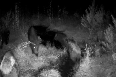 Bolu’da yaban hayatı fotokapanlarla görüntülendi