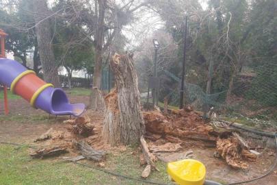 Bozdoğan’da ağaç devrildi, duvar çöktü: 2 yaralı