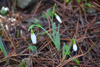 Bu çiçeği koparmanın bedeli dudak uçuklatıyor