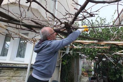 Burhaniye’de asmalarda budama sezonu başladı