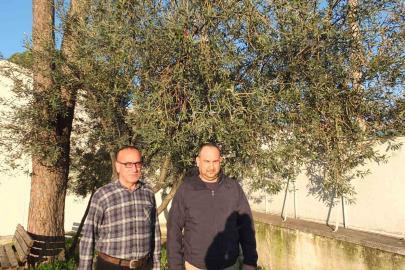 Burhaniye’de yağmurlar zeytincileri sevindirdi