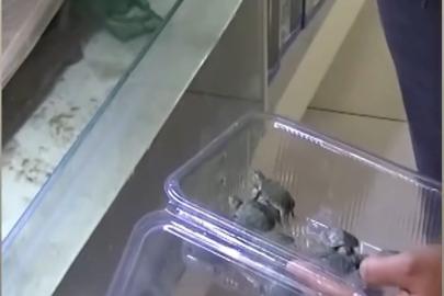 Bursa’da kaplumbağa operasyonu