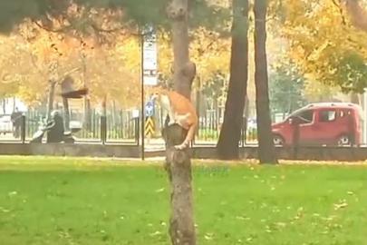 Bursa’da Parkta Vahşi Doğa Anları Kameralara Yansıdı