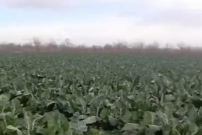 Bursa’da sağanak yağış tarımı vurdu