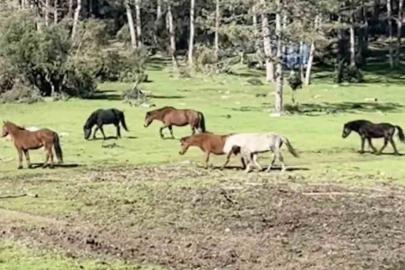 Bursa’da yılkı atlarının özgürlük gezisi