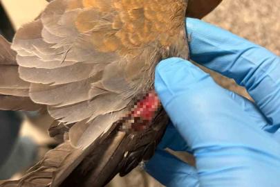 Büyükşehir ekipleri tüm canlılar için aynı özveriyle çalışıyor