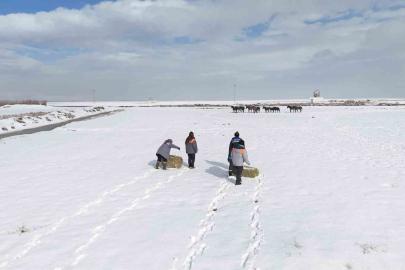 Büyükşehirden ‘dilsiz dostlara’ merhamet eli: Soğuk günlerde sıcak bir dokunuş