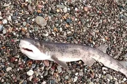 Çanakkale’de amatör balıkçıların oltasına yavru köpek balığı takıldı