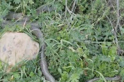 Çan’da 2 metrelik yılan kamerada