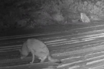 Çankırı’da yaralı kurt ve vaşak fotokapanda