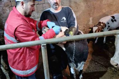 Çarşamba’da büyükbaş hayvanlara şap ve brucella aşısı